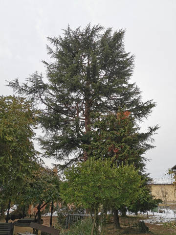 Interventi per preservare il grande cedro del Museo Craveri
