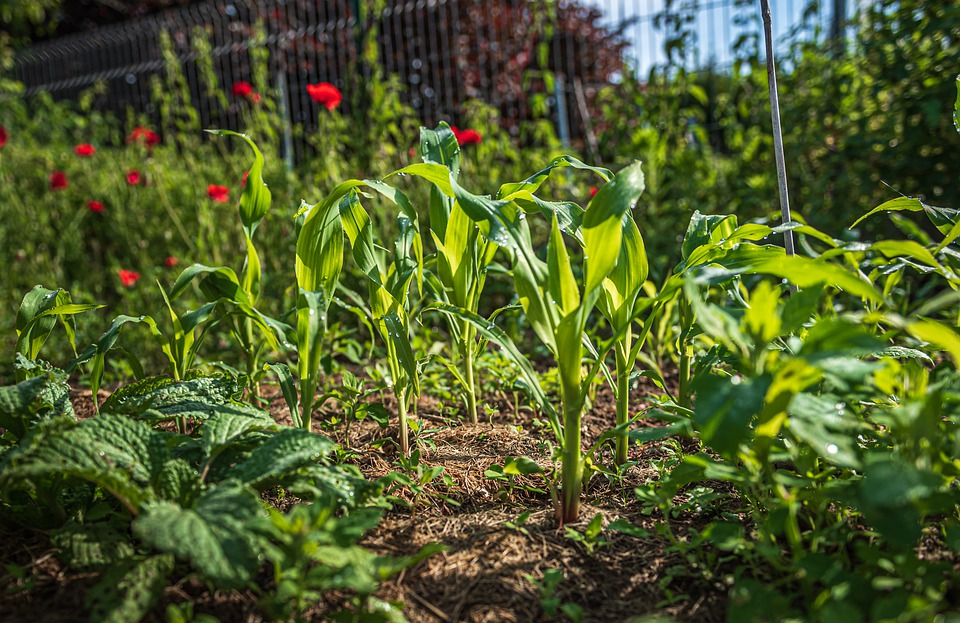  Orti urbani: autorizzata la coltivazione per autoconsumo, nel rispetto delle regole