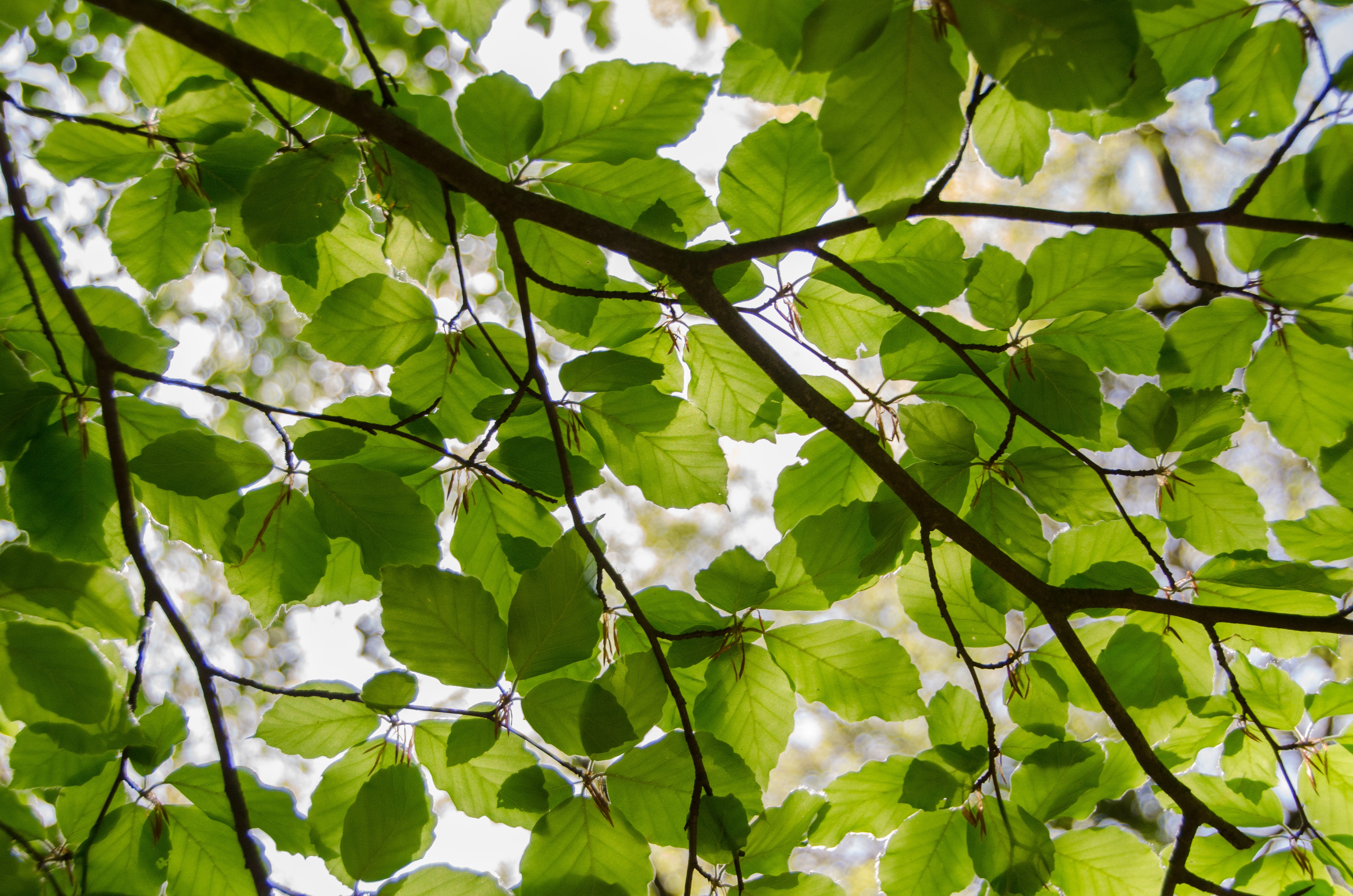 Bra, albero a rischio caduta: disposto l’abbattimento, sarà sostituito