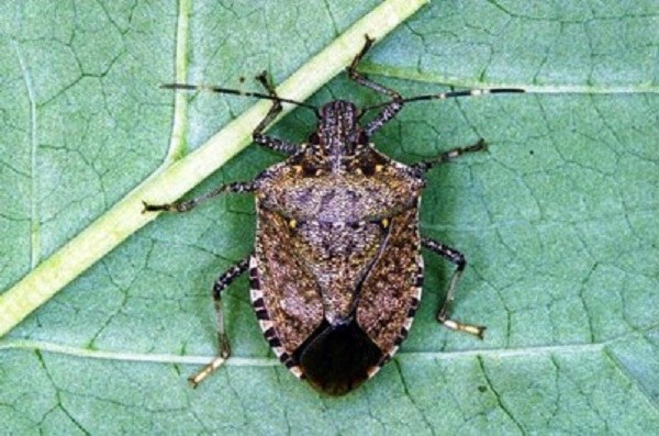 Cimice asiatica, come comportarsi?